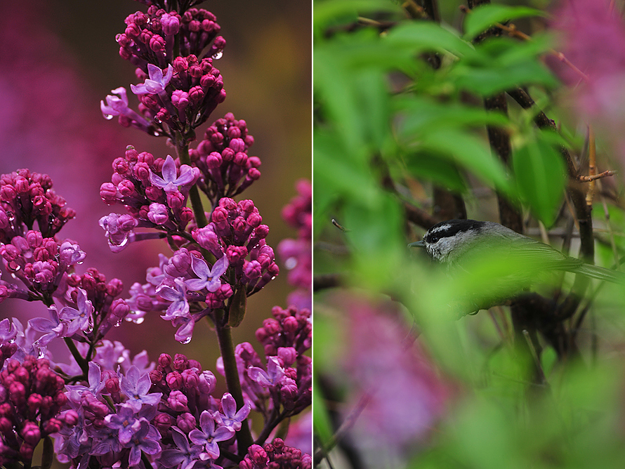 south cariboo photographer